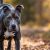 Recounting the Pit Bull Attacks of 2018: A Reflection